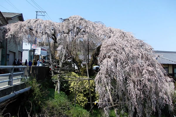 Cherry blossoms in Wakagashi